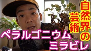 【植物紹介】ペラルゴニウム・ミラビレを紹介してみた【奇跡】