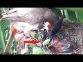 Mother Saves baby bird from DANGER Feed | Bulbul baby Bird nestling video | Birds Nest 3