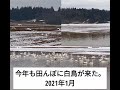 今年も田んぼに「白鳥」が来た。 渡り鳥　2021年1月　migratory swan in japan