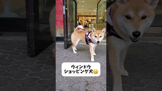 ウィンドウショッピングする犬 #shorts #柴犬 #dog