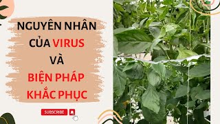 Nguyên nhân của Virus và biện pháp khắc phục - FUNOFARM