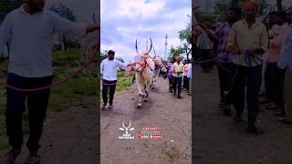 ಕಲ್ಲಪ್ಪಾ ಬೆನಿವಾಡ ಅವರ ಕಿಲಾರಿ ದೊಡ್ಡ ಎತ್ತುಗಳು || khillar joda bail#cow #bailgadasharyat #trendingshorts