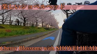 Cherry Blossoms with Shovelhead 深北緑地 打上公園 桜とショベルヘッド