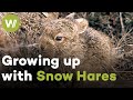 Cute Snow Hare babies and their incredible fight for surival in the Scottish Highlands