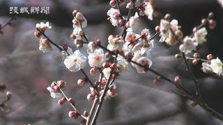 水戸の梅まつり開幕  ４年ぶり通常開催