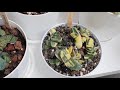 plant tour of my balcony. a lot of succulents. cacti sansevierias and others. collection of plants.