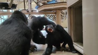 怒りのシャバーニ（Shabani gets angry.）　東山動植物園　ゴリラ　2021091