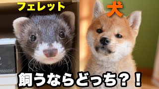 【ペットをお迎えしたい人へ】犬とフェレットの違いとは？