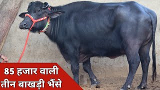 85 हजार वाली तीन बाखड़ी भैंसे, एक ही जगह बिक्री के लिए | Jiya Dairy Farm (9817376173)