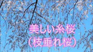 降り注ぐ糸桜（枝垂れ桜）私市植物園交野市大阪府2021