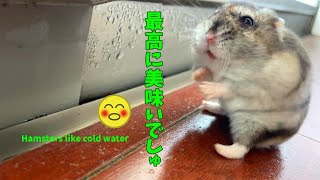 ワイルドに過ごすでしゅ!! Enjoy the wild life!!