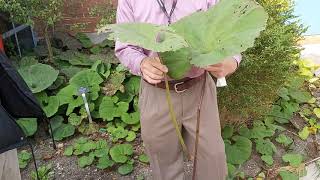 Asteraceae - Petasites japoniCUS var  gigantEUS