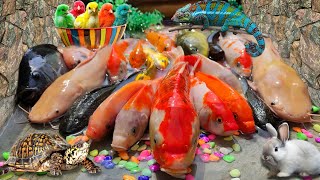 Menemukan Ikan Lele Di Sawah, Ikan Koi, Ikan Nila, Ikan Hiu, Gurita, Kepiting, Ikan Arwana