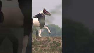 Marwadi horse \