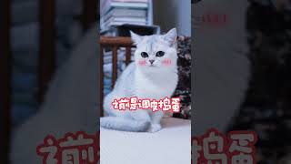 🐱这还是我熟悉的调皮捣蛋鬼吗？😁😄😂🌹❤️ #cat #kitten #cats #catvideos  #catshorts #catlover #catlovers #猫