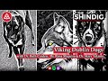 Viking Dublin Dogs: Deciphering Dogs, Wolves and Horses in the Viking Age