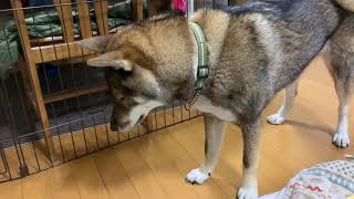 いきなり遊びに飽きる四国犬・大和