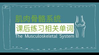 肌肉骨骼系统课后练习相关词汇