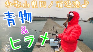 【ショアジギング】【田ノ浦漁港】真冬の堤防の熱さを思い知らされた