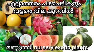 🌿 Sreedharma nursery എല്ലാത്തരം Exotic fruit 🍒plants ഇവിടെ ലഭ്യമാണ് അതും വിളക്കുറവിൽ 🌱 #exoticfruits