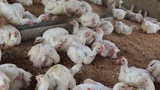 Why you should plan now and start a broiler farm by 2025.