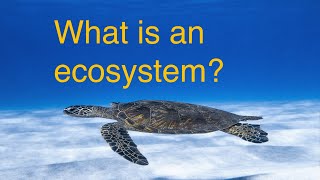 What is an ecosystem?