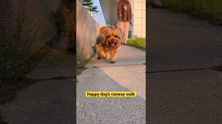 A Cute Yorkie Puppy Walks So Happily 🐾💛 #shorts #yorkshireterrier #dogs #dogsofyoutube