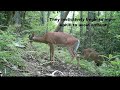 prowling bobcat scatters a group of spike bucks