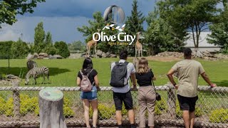 OLIVE CITY AGRO FARMS.