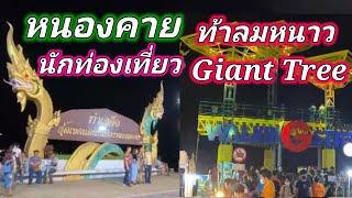 หนองคาย นักท่องเที่ยวขึ้นท้าลมหนาว Giant Tree