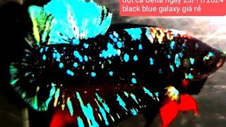 đợt cá Betta black blue galaxy ngày 23/11/2024, tuyển chọn cá vip giá rẻ.