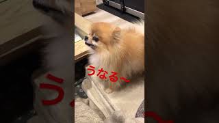 [ポメラニアン犬][キレる犬]機嫌が悪いと触らせてくれません…