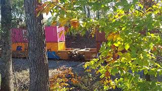 NS 243 Through The Woods in Taylors