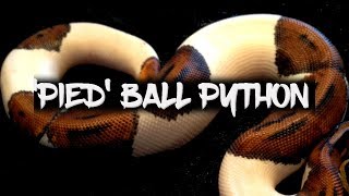 The Potential of the 'Pied' Ball Python