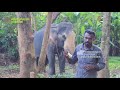 thadathavila suresh തെക്കൻകേരളത്തിന്റെ തറവാടിയായ ആനകാരണവർ തടത്താവിള സുരേഷ്