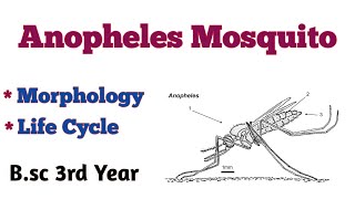 Anopheles Mosquito B.sc 3rd Year Life Cycle of Anopheles Mosquito B.sc 3rd Year @UmeshBiology