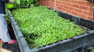 Watercress growing in Veggie Pod 7 April 2023