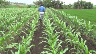 CY80碟型開溝器雲林大埤濕玉米田開溝總長140公尺6 Cultivator ridging in muddy corn/maize field (140m length) 中耕機