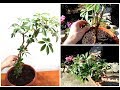 How to Grow and Care for Schefflera Plant