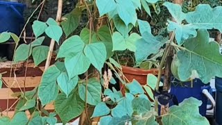 ছাদ বাগানে শিম গাছের পরিচর্যা কি ভাবে করবেনviralvideo #plants #gardeningbangladesh #bdgarden #garden