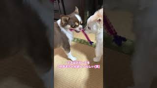 Fight over a Toy [Multi-headed Chihuahua Daily Life] #Shorts