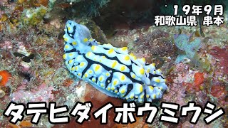 タテヒダイボウミウシ（’１９年９月　和歌山県　串本）