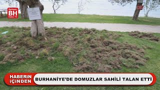 BURHANİYE’DE DOMUZLAR SAHİLİ TALAN ETTİ