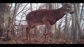 Watch This Arrow Penetration Test for Whitetail Hunters