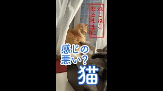 感じの悪い猫　＃shorts