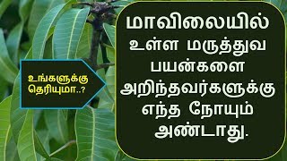 மாவிலை தோரணம் அறிவியல் உண்மை. பிரமிக்க வைக்கும் மாவிலை மருத்துவ பண்புகள்  mango leaves benefits