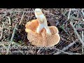 semmelstoppelpilz semmelgelber stacheling hydnum repandum hedgehog mushroom