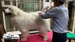 雨で濡れてしまいお父さんサロンで乾かしてもらったルンルンとアランとベルです　Great Pyrenees　グレートピレニーズ