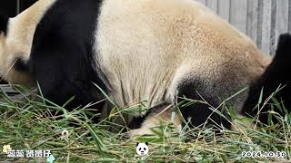 Giant Panda. Rui Rui.Ruirui pees on Xian Xian Zai