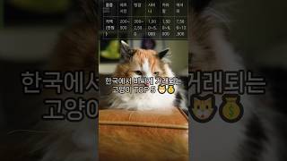 한국에서 가장 비싼 고양이는? #cat #귀여운